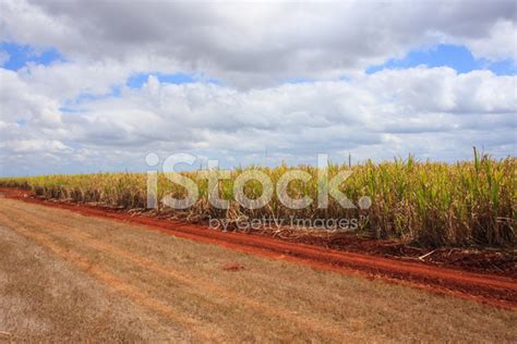 Sugar Cane Plantation Stock Photo | Royalty-Free | FreeImages