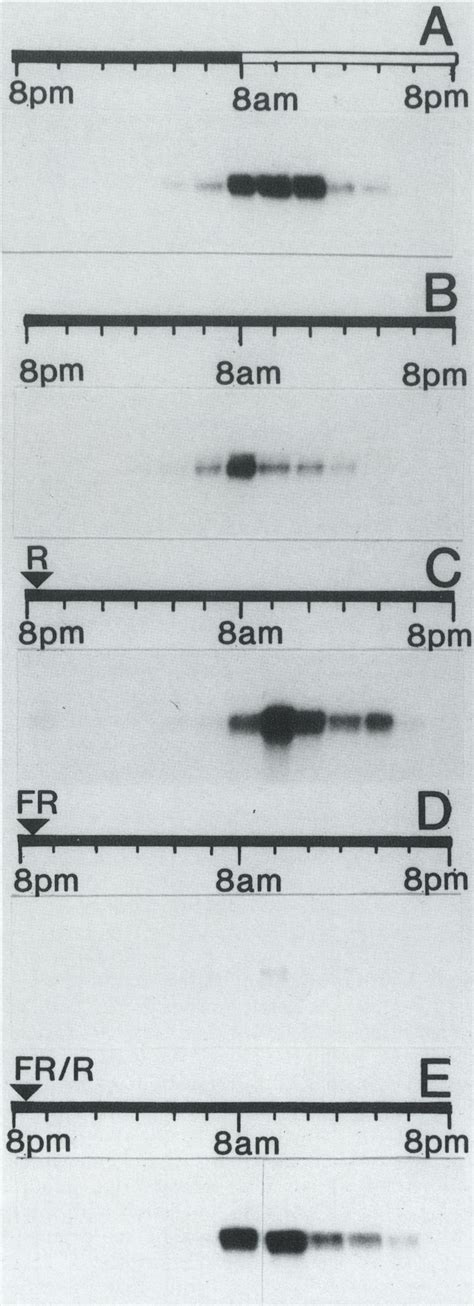 Phytochrome interacts with the circadian clock to control the level of... | Download Scientific ...