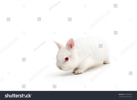 1,134 Polish Rabbit Images, Stock Photos, 3D objects, & Vectors ...