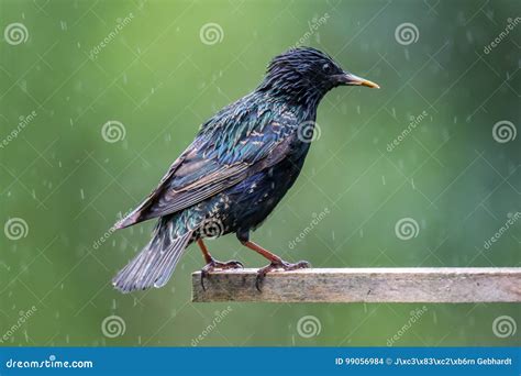 Starling on a Bird House in Summer Stock Photo - Image of feather ...