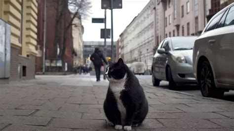 Large cat becomes Polish city's top-rated tourist attraction with 5 ...