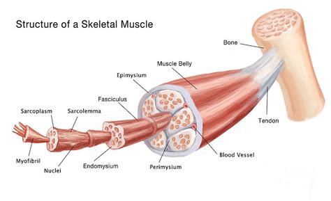 Parts Of Skeletal Muscle