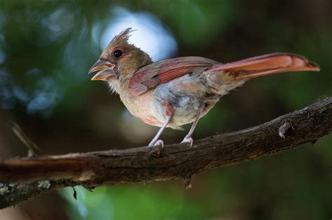 Juvenile Cardinal Photograph by Bob Marquis - Pixels