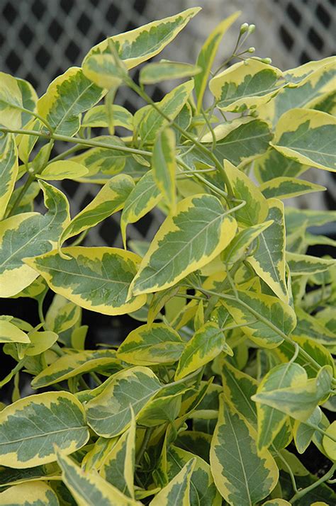 Variegated Potato Vine (Solanum jasminoides 'Aurea') in Bloomingdale ...