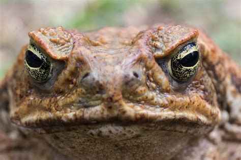 On the hop: Gaining an edge over the cane toad scourge – Monash Lens
