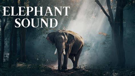 Elephant Sounds| Elephant Trumpeting, Rumbling, and Roaring Sound ...