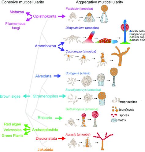 Types Of Eukaryotes