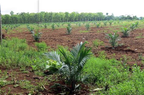 Hodges Family in Panama: Palm Oil Farm Planted!