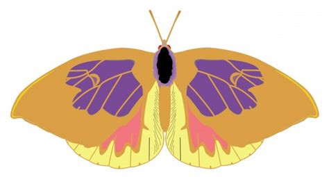 Cartoon Butterfly Free Stock Photo - Public Domain Pictures