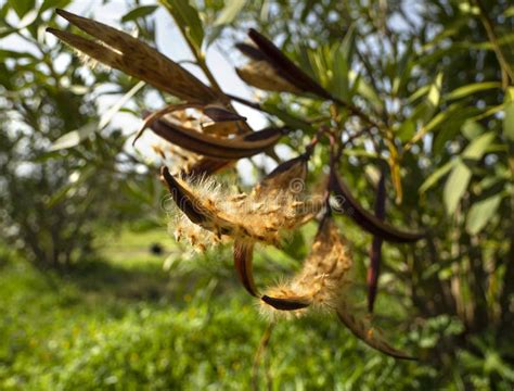 Oleander seeds stock image. Image of biology, florescence - 103497605