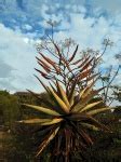 Flowering Aloe Free Stock Photo - Public Domain Pictures