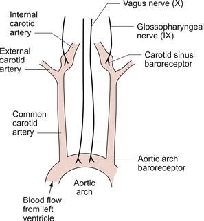 ARTERIAL BLOOD PRESSURE | Clinical Gate