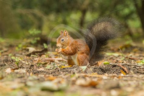 Red squirrel eating some seeds - Nature Stock Photo Agency