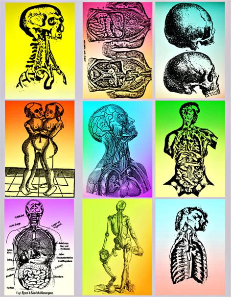 Free Human Anatomy Cliparts, Download Free Human Anatomy Cliparts png ...