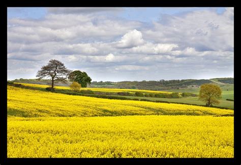 Yellow Field Landscape Photography