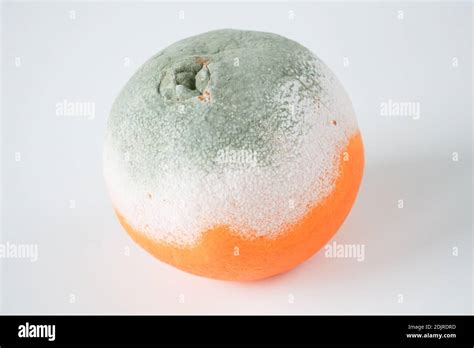 Close-up of food mold fungi. Mold structure sample on the orange fruit peel surface. One spoiled ...