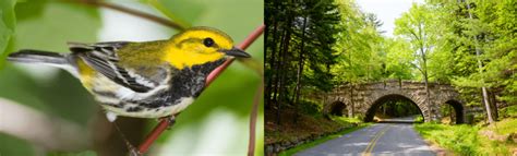 10 COMMON Birds in Acadia National Park (2024) - Bird Watching HQ