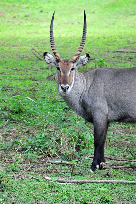 African Antelope Species - African Antelope List. African Animals For Kids | List of ..., The ...