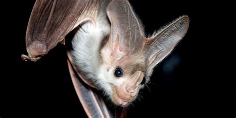 Bat of the Week – Ghost Bat, Macroderma gigas | Weird animals, Animals ...