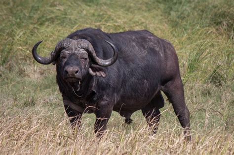 Cape Buffalo Facts, Habitat, Diet, Life Cycle, Pictures