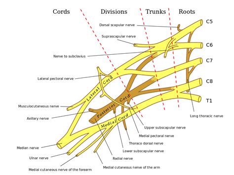 Brachial Plexus - Anatomy, Location, Function, Injury and FAQs