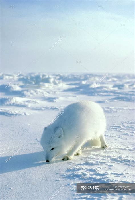 Arctic fox hunting in snow field of Arctic Canada — Vulpes lagopus ...