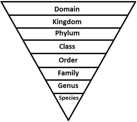 Plant Cell Domain And Kingdom - Evolutionary Relationships of Fungi ...