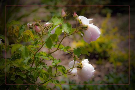 Soft Pink Roses | Another aromatic heirloom rose seen at the… | Flickr