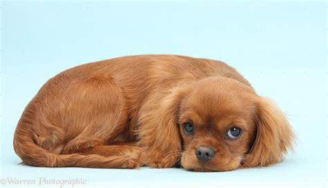 Dog: Ruby Cavalier King Charles Spaniel pup photo WP36465