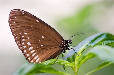 Brown Butterfly Meaning: What Do Brown Butterflies Symbolize? | Color Meanings