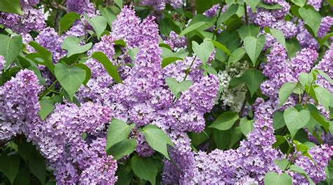 How to Collect and Grow Lilac Seeds in 7 Simple Steps