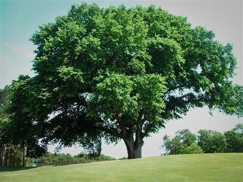 American Elm Tree For Sale | The Tree Center™