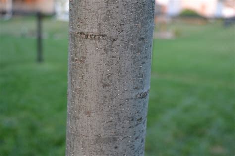 Pin Oak trees have sharp pointed leaves and produce acorns.