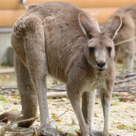 カンガルー種類多すぎ?!オオカンガルーとアカカンガルーの特徴と見わけ方 – zoo zoo diary