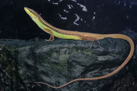 A Long-tailed Grass Lizard is Stalking Its Prey. Stock Photo - Image of ...