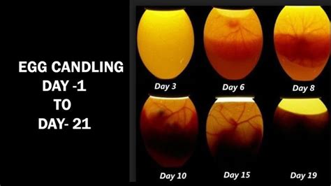 Egg Candling Process From Day 1 To 21|Egg Hatching Process|Incubator Result | Egg candling, Eggs ...