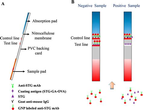 Principle of the lateral-flow immunochromatographic strip detection ...