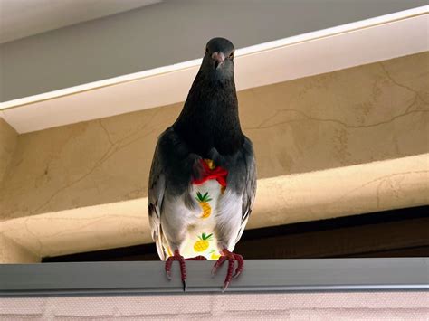 How To Clean Pigeon Poop - PIGEONHOW.COM