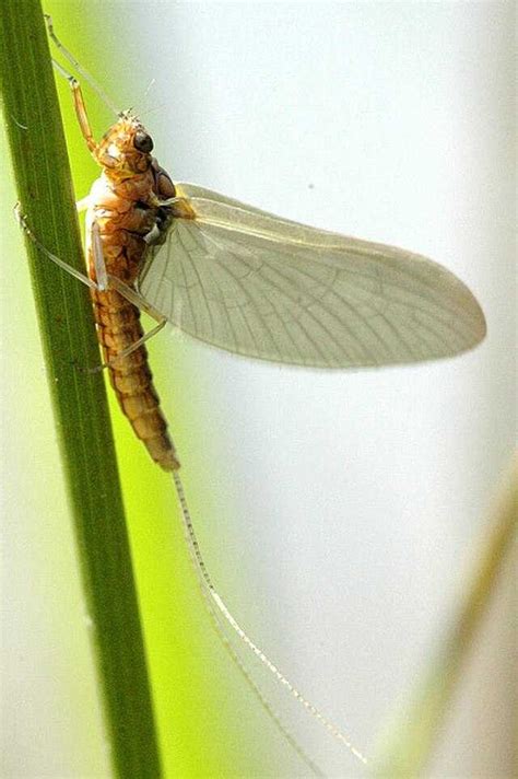 Caenis (mayfly) - Wikiwand