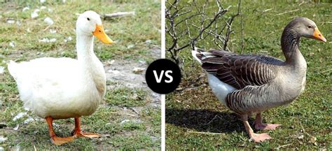 Among us vs goose goose duck - honeymoli