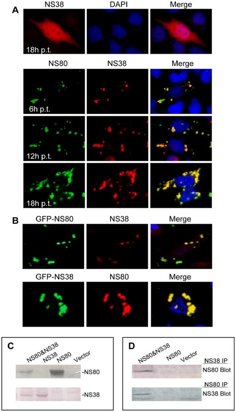 . IF microscopy of single transfection with pCI-neo-NS38 (up row) and... | Download Scientific ...