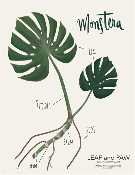 Illustrated Propagation: Monstera Deliciosa | Leaf and Paw | Plants, Monstera plant, Monstera ...