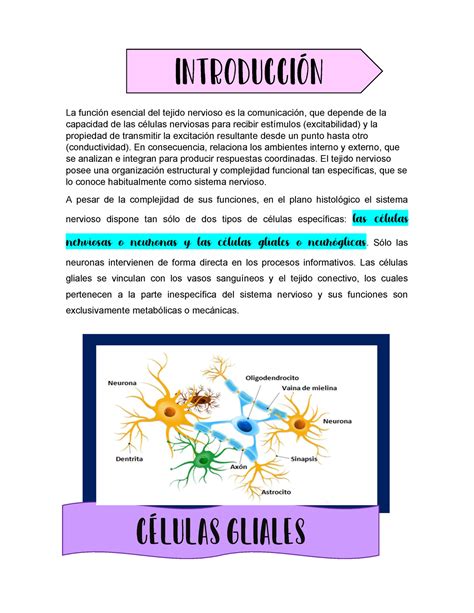 Células gliales 2 - Apuntes 2.5 - La función esencial del tejido nervioso es la comunicación ...