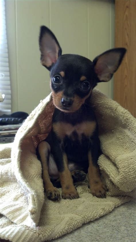 Dog adopted - Sydney, a Chihuahua & Miniature Pinscher Mix in Arlington ...