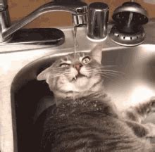 Thirsty Drinking From Faucet GIF – Thirsty Drinking From Faucet ...