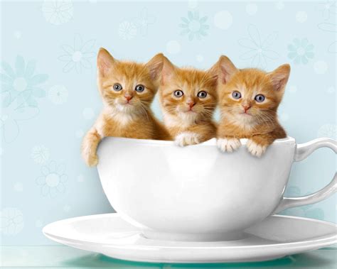 🔥 [50+] Windows 7 Wallpapers Cats | WallpaperSafari