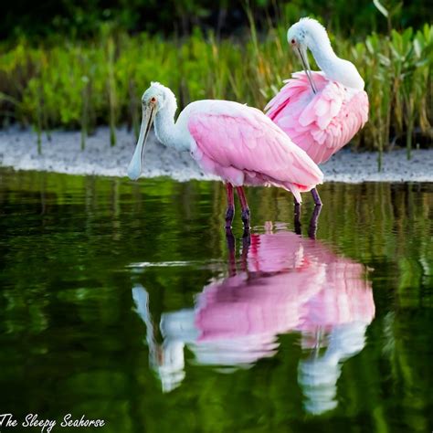 Roseate Spoonbill Bird Photography Bird Print Florida - Etsy