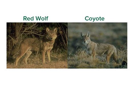 Wolves, Wolf Facts, Cougars, Cougar Facts, Coyotes, Coyote Facts - Wolves, Cougars, Coyotes ...