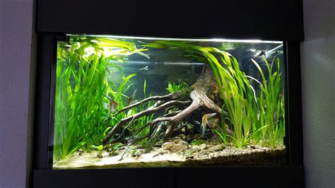 Pin by jess on aqu&viv | Aquascape aquarium, Aquascape design, Tropical ...