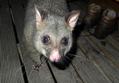 After Autumn comes Summer!: Tassie wildlife